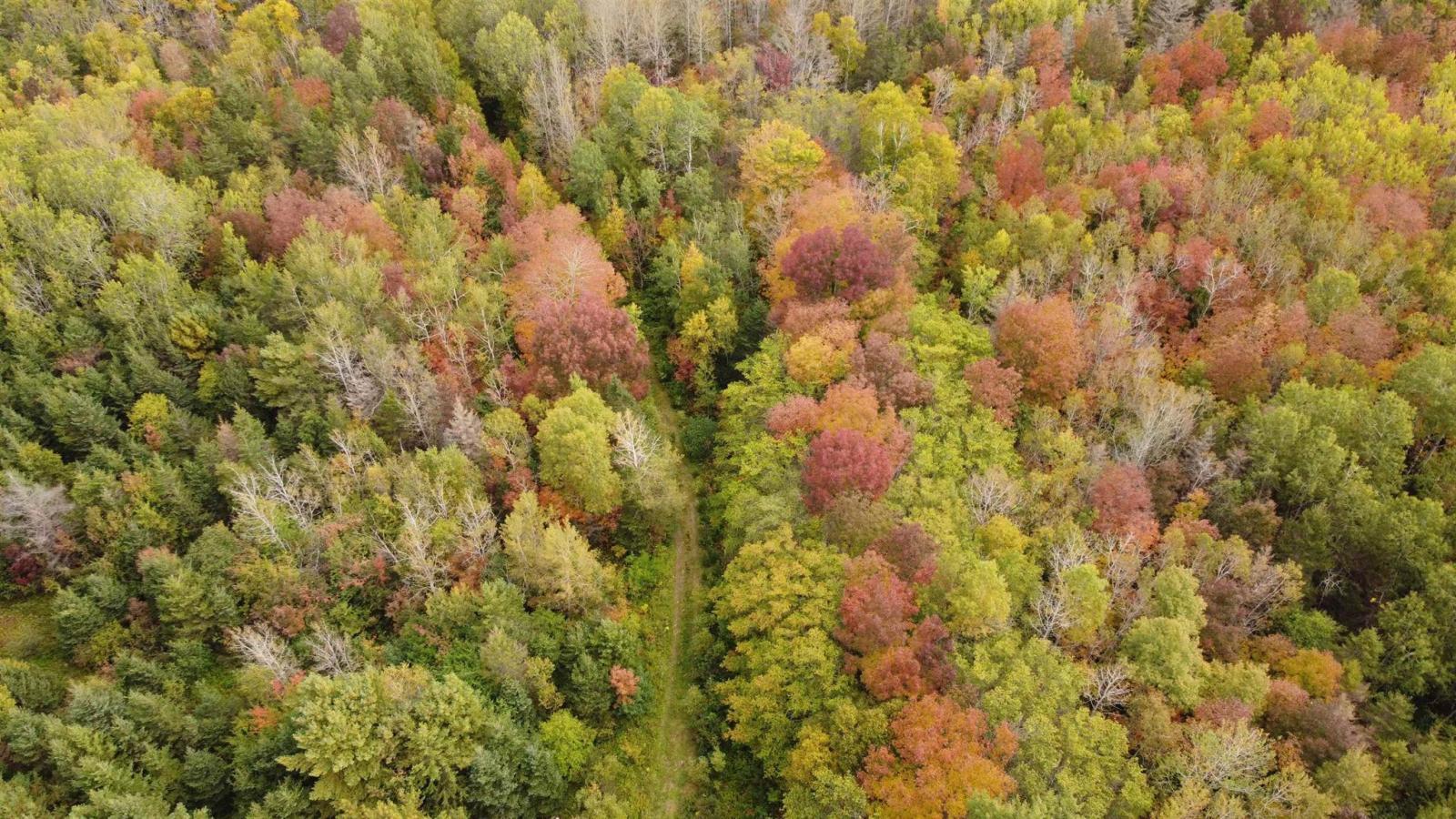 103.4 acres on the West Moose River, Guinea NS, photo 7