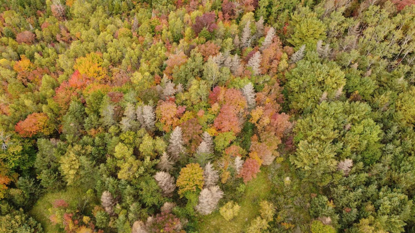 103.4 acres on the West Moose River, Guinea NS, photo 9